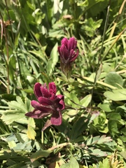 Castilleja rhexiifolia