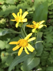 Arnica chamissonis