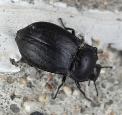 Stenomorpha polita