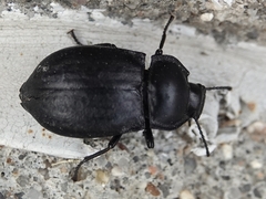 Stenomorpha polita