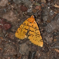 Chrysoecia atrolinea