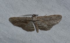 Iridopsis obliquaria