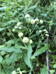 Verbesina walteri