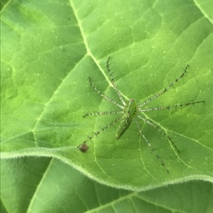Peucetia viridans