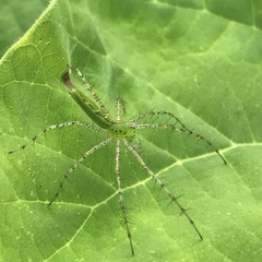 Peucetia viridans