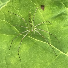 Peucetia viridans