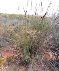 Rhodocoma arida