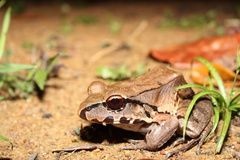 Leptodactylus knudseni