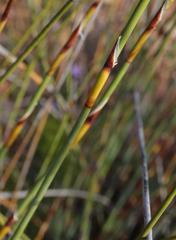 Rhodocoma arida