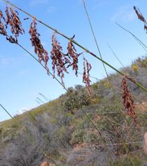 Rhodocoma arida