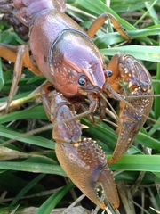 Procambarus gracilis