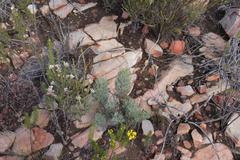 Paranomus roodebergensis