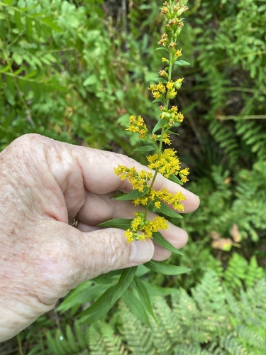 Solidago rugosa var. cronquistiana