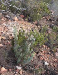 Paranomus roodebergensis