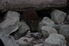 Hypsiprymnodon moschatus