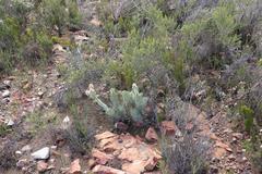 Paranomus roodebergensis