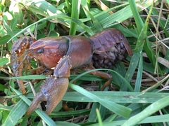 Procambarus gracilis