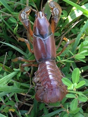 Procambarus gracilis