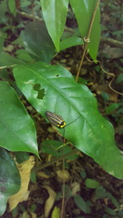 Rochaina mexicana