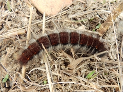 Macrothylacia digramma