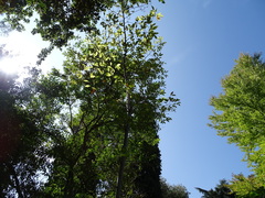 Magnolia salicifolia
