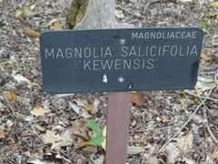 Magnolia salicifolia