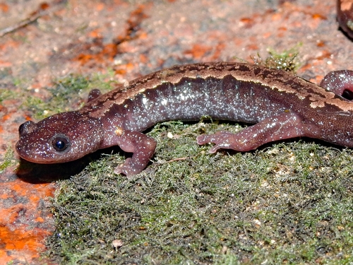 Gold-striped salamander, Portugal, photo 6 of 10