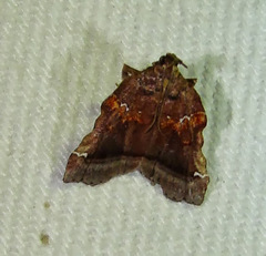Clydonopteron sacculana