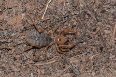 Galeodidae