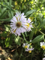 Symphyotrichum