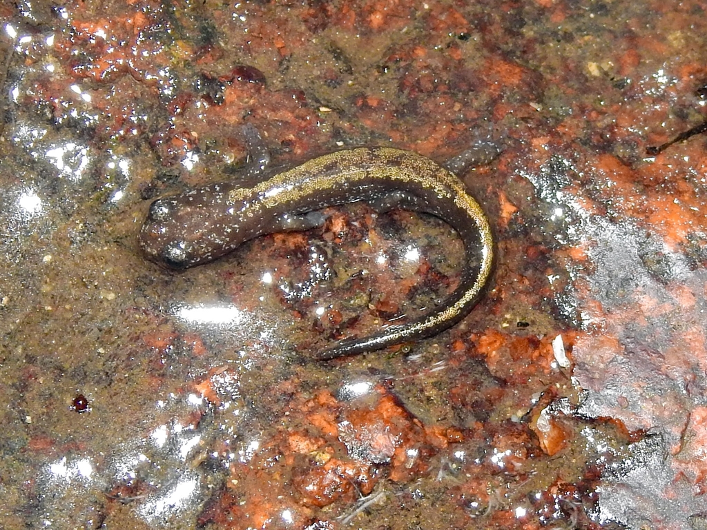 Gold-striped salamander in September 2020 by Luís Lourenço · iNaturalist