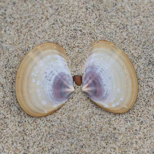 Purple Mahogany Clam