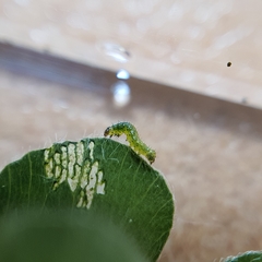 Neumichtis nigerrima