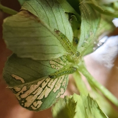 Neumichtis nigerrima