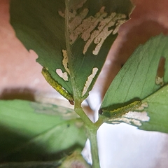 Neumichtis nigerrima