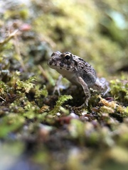 Fejervarya kawamurai