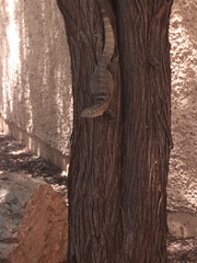 Ctenosaura macrolopha