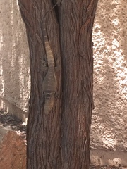 Ctenosaura macrolopha