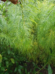 Amsonia ciliata