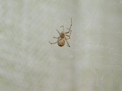 Steatoda castanea