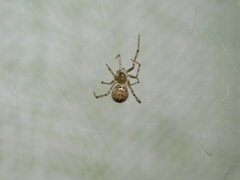 Steatoda castanea