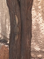 Ctenosaura macrolopha