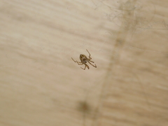 Steatoda castanea
