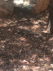 Ctenosaura macrolopha