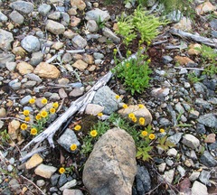 Erigeron aureus