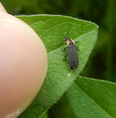 Pyropyga decipiens