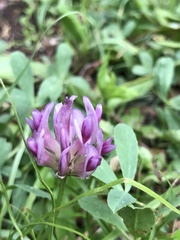 Trifolium parryi