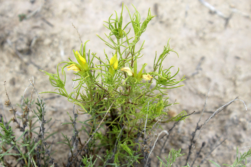 Cordylanthus wrightii ssp. wrightii