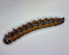 Omphalocera munroei