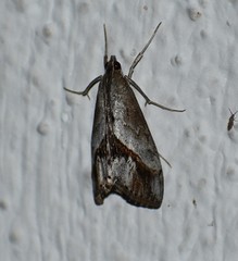 Evergestis obliqualis